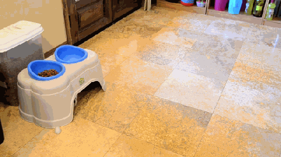 大膽鏟屎官 還不快給喵大人奉上這個(gè)智能逗貓器