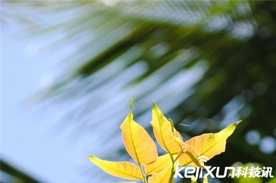 如何拍攝出美麗漂亮的虛化照片:焦外成像的核心