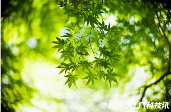如何拍攝出美麗漂亮的虛化照片:焦外成像的核心
