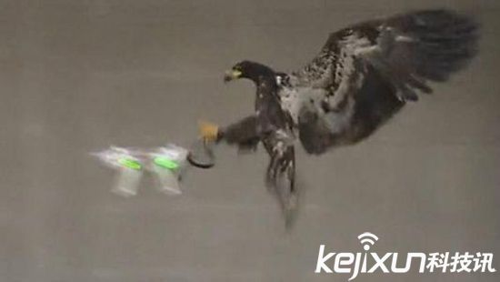 鷹抓無人機一擊致命 制服無人機后飛走