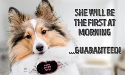 養(yǎng)狗的沒買這個(gè)SensDog項(xiàng)圈   別說你會(huì)和狗狗溝通