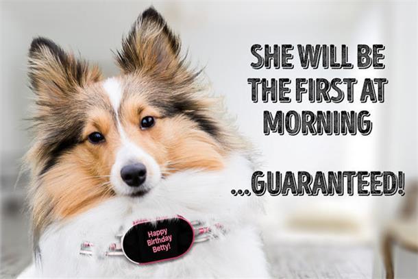 養狗的沒買這個項圈 別說你會和狗狗溝通