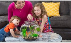 這款智能魚缸養魚都不用換水！懶人必備