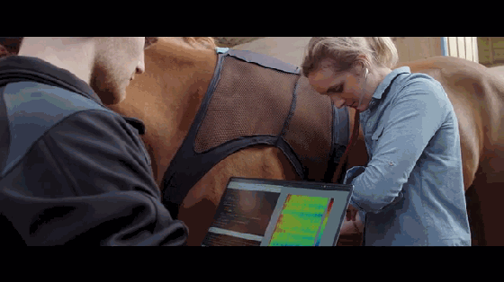 養(yǎng)馬的壕在哪呢?這是專為馬設(shè)計的可穿戴設(shè)備