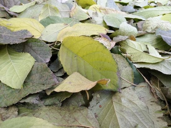 小米Note2對比魅族PRO 6s詳細評測：性能/續航等 誰更值得入手？