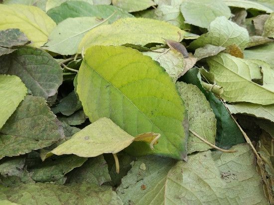 小米Note2對比魅族PRO 6s詳細評測：性能/續航等 誰更值得入手？