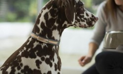 Felcana寵物健康智能狗環：這個項圈能幫你照顧狗狗