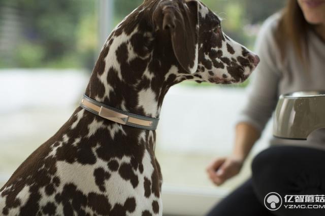 自己都養不好怎么養狗?這個項圈能幫你照顧狗狗