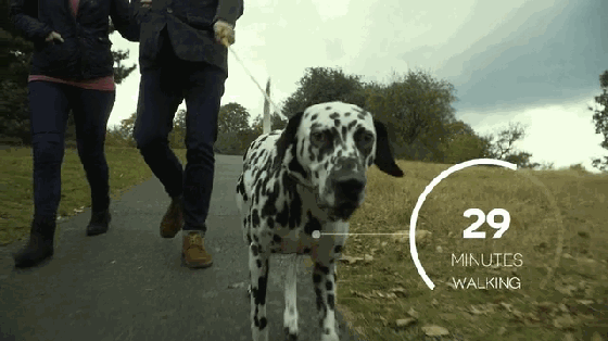 自己都養不好怎么養狗?這個項圈能幫你照顧狗狗