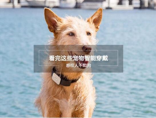 真是人不如狗 盤點那些有趣的寵物智能穿戴產品