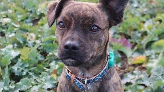 人不如狗 盤點那些有趣的寵物智能穿戴 人不如狗 盤點那些有趣的寵物智能穿戴