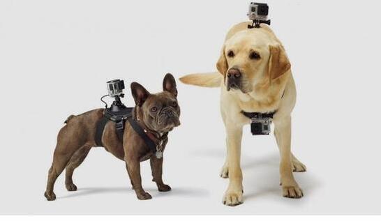 人不如狗 盤點那些有趣的寵物智能穿戴