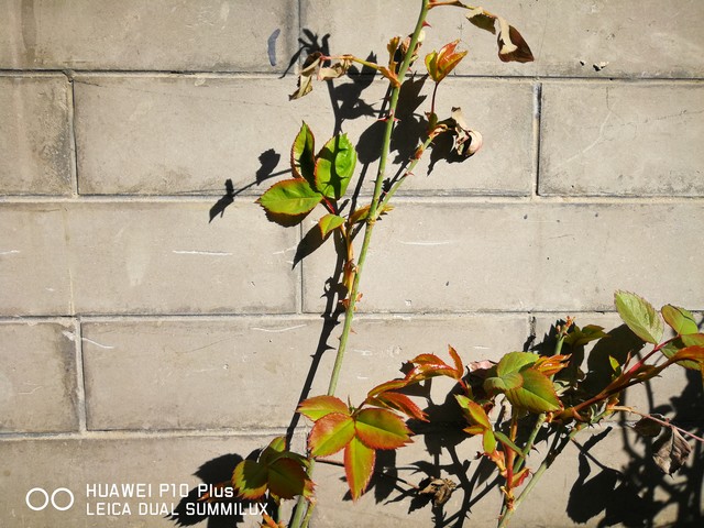 華為P10 Plus拍照把iPhone 7P越甩越遠 