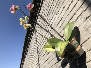 華為P10 Plus拍照把iPhone 7P越甩越遠 