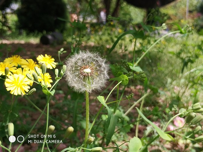 小米6拍照解析:配iPhone7P同方案雙攝