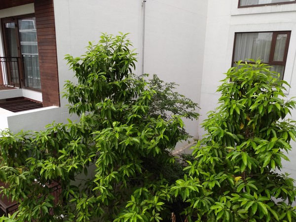 堅(jiān)果Pro拍照怎么樣 雙攝像頭堅(jiān)果Pro拍照樣張圖賞