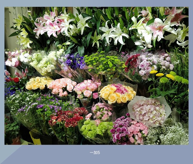 拍照誰更強？一加5 、小米6、榮耀9拍照樣張對比