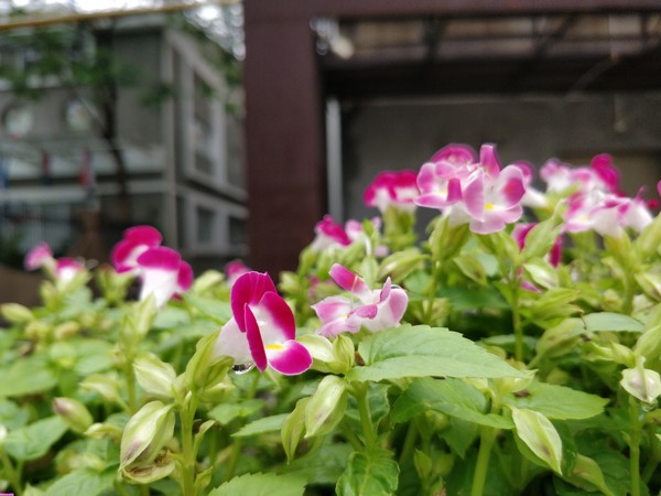 一加5評測：硬件無槽點中輕度使用兩天沒問題