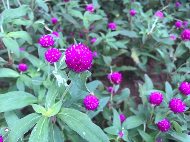 一加5和iPhone7 Plus哪個好？蘋果7P與一加5區別對比