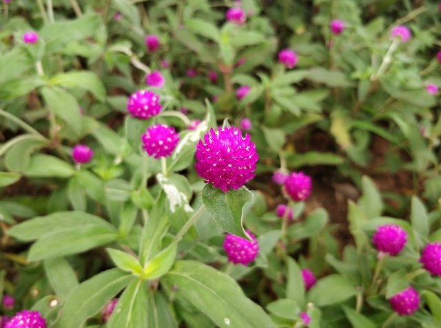 一加5和iPhone7 Plus哪個好？蘋果7P與一加5區別對比