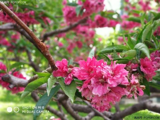 小米6與小米5S拍照哪個(gè)好 小米6與小米5s拍照對(duì)比