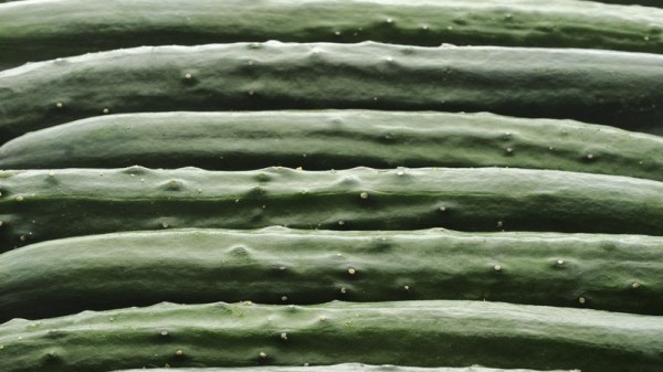 人工智能真的無所不能?機器或能替代人類分揀黃瓜 人工智能真的無所不能?機器或能替代人類分揀黃瓜