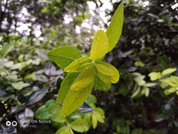 魅藍Note6近景樣張 魅藍Note6近景樣張