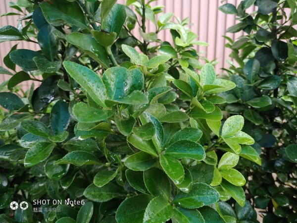 魅藍Note6近景樣張 魅藍Note6近景樣張