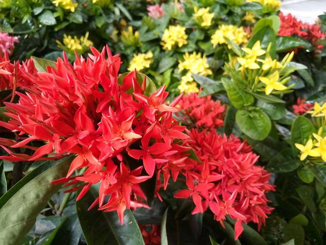 魅藍6和榮耀V9 play買哪個好？魅藍6對比榮耀V9 Play評測