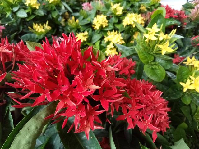 魅藍6和榮耀V9 play買哪個好？魅藍6對比榮耀V9 Play評測