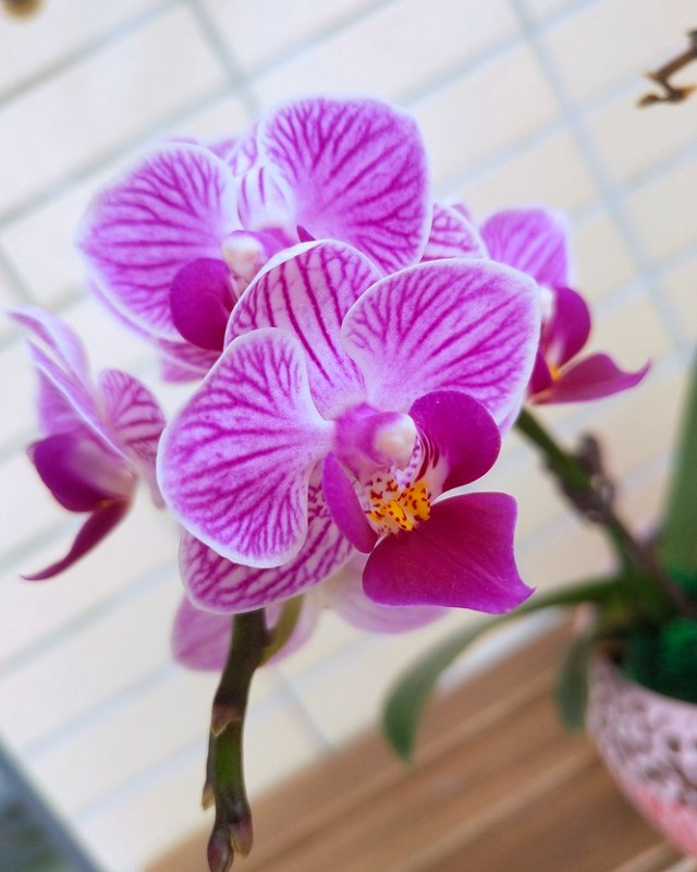 vivo X21值得買嗎？vivo X21屏幕指紋版評測