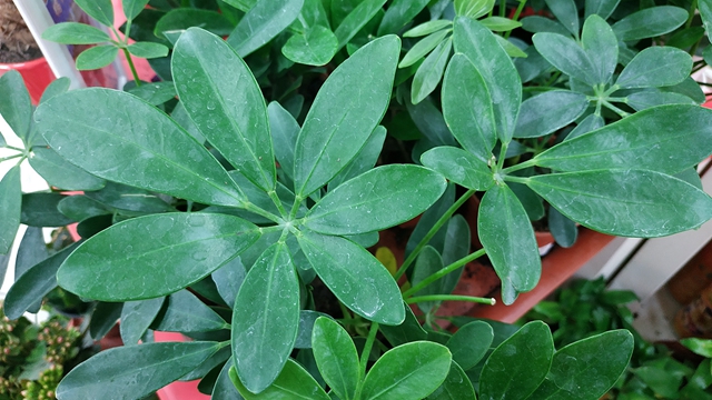 驍龍636比驍龍625強多少?紅米Note 5評測