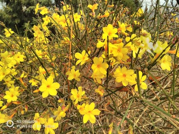 千元機拍照專家!努比亞V18評測:全面屏長續航