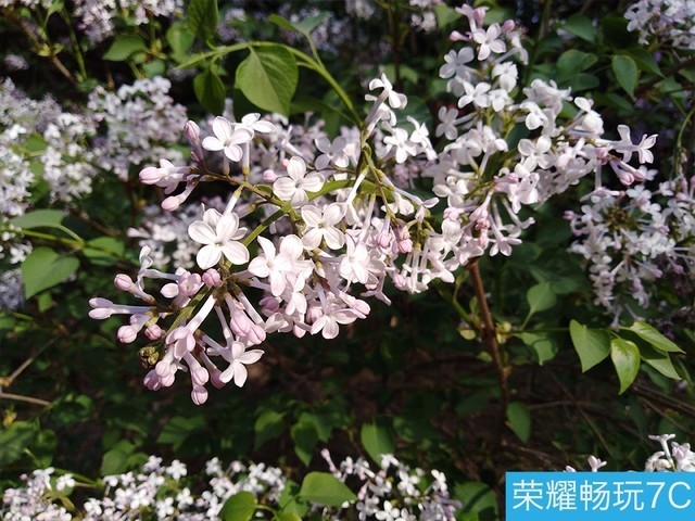 堅果3、榮耀暢玩7C、魅藍S6拍照樣張對比 千元機拍照哪個好?