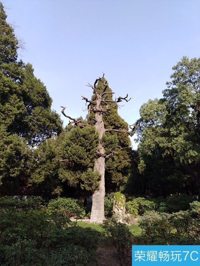 堅果3、榮耀暢玩7C、魅藍S6拍照樣張對比 千元機拍照哪個好?