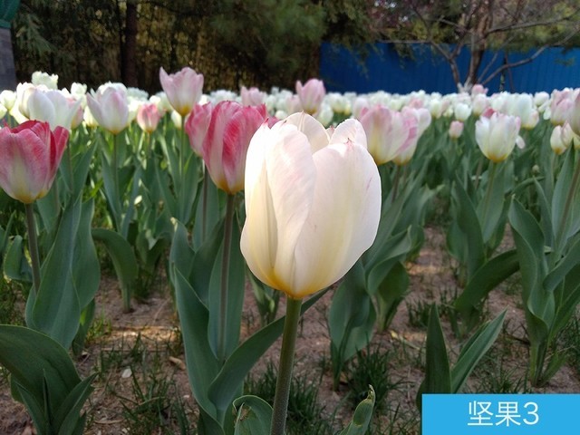 堅果3、榮耀暢玩7C、魅藍S6拍照樣張對比 千元機拍照哪個好?