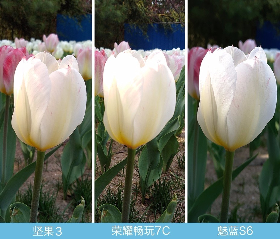 堅果3、榮耀暢玩7C、魅藍S6拍照樣張對比 千元機拍照哪個好?