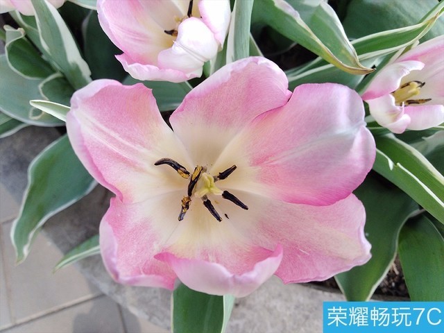 堅果3、榮耀暢玩7C、魅藍S6拍照樣張對比 千元機拍照哪個好?