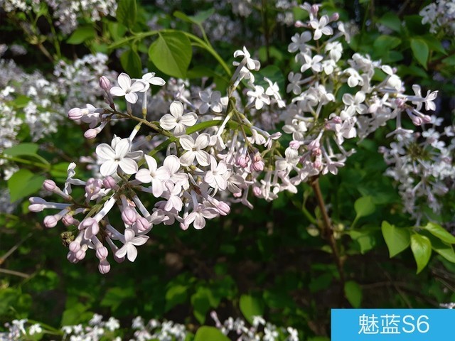 堅果3、榮耀暢玩7C、魅藍S6拍照樣張對比 千元機拍照哪個好?