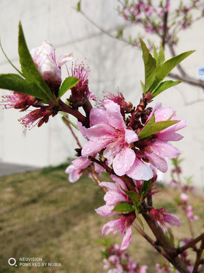 努比亞Z18mini值得買嗎?努比亞Z18mini評測