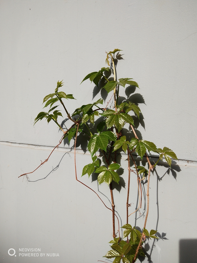 努比亞Z18mini值得買嗎?努比亞Z18mini評測