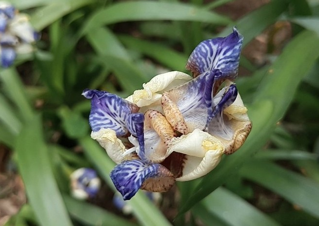 魅族15Plus真機開箱圖賞與評測 