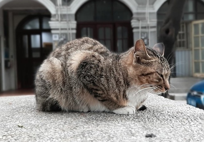 魅族15Plus真機開箱圖賞與評測 