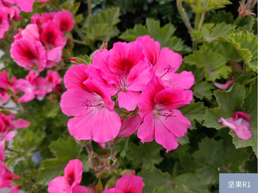 堅果R1、小米MIX2S、iPhone X對比評測 國產(chǎn)旗艦對決蘋果