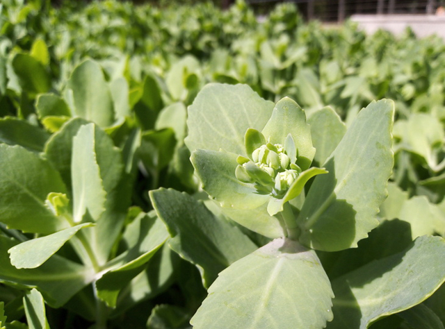 榮耀暢玩7值得買嗎？榮耀暢玩7評測