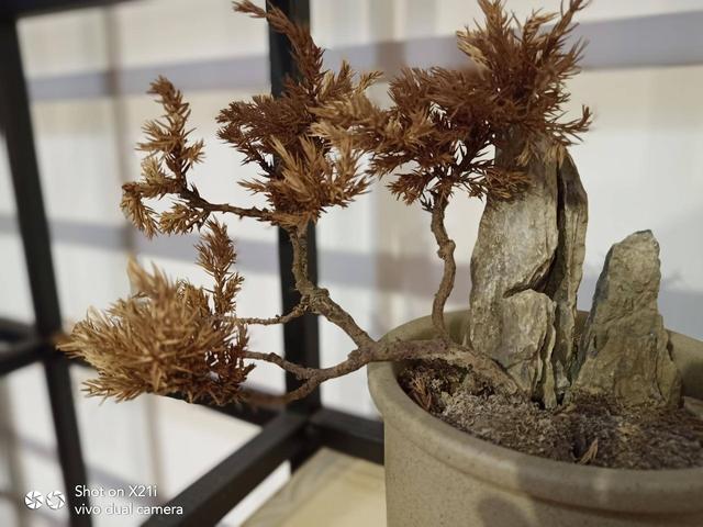 vivo X21i值得買嗎?vivo X21i評測