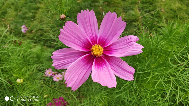 小米8 SE評測：首發驍龍710，到底怎么樣？