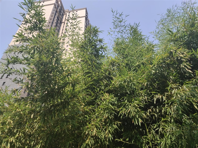 首發(fā)升降式相機 vivo NEX評測：這才是未來的手機