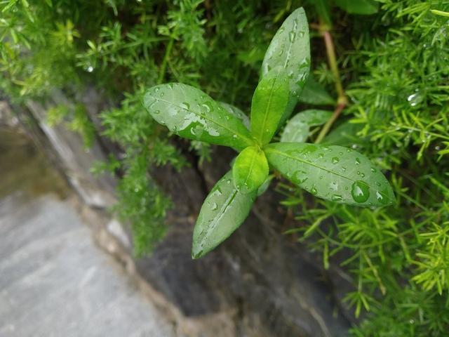 紅米6 Pro值得買嗎?紅米6 Pro全面屏評測