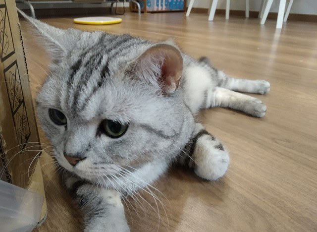 紅米6 Pro值得買嗎?紅米6 Pro全面屏評測